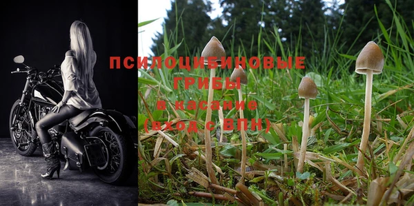 a pvp Бородино